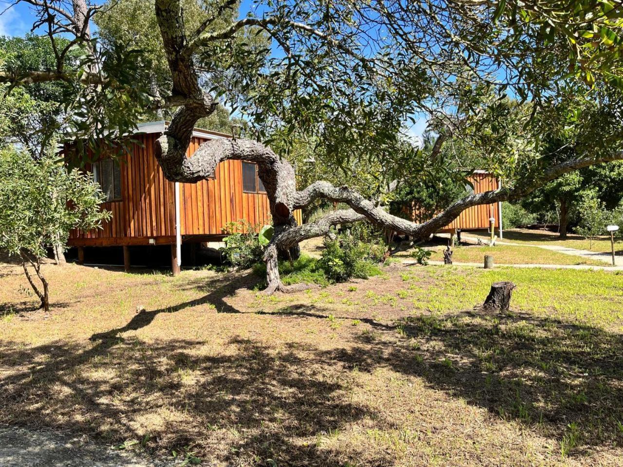 Forest Gate Resort بليتنبيرغ باي المظهر الخارجي الصورة